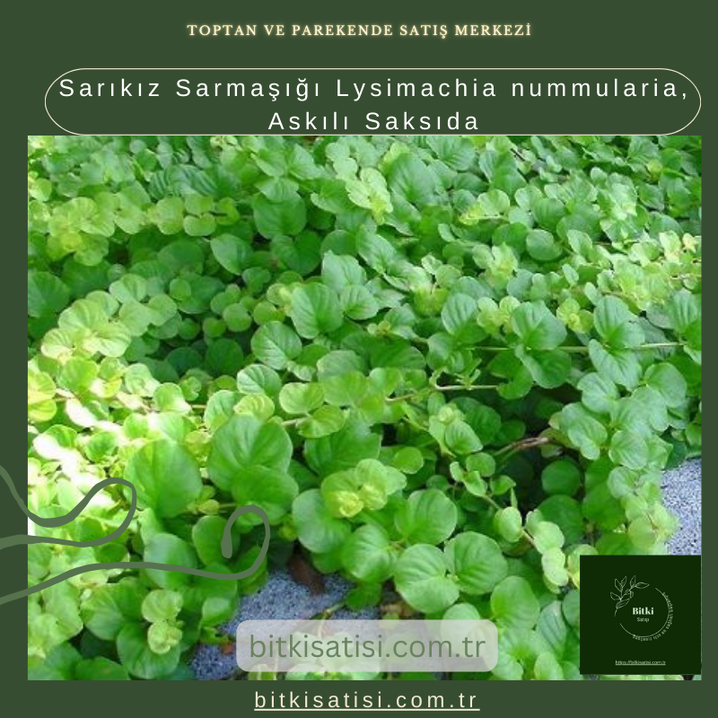 Sarıkız Sarmaşığı Lysimachia nummularia, Askılı Saksıda Sarıkız Sarmaşığı Lysimachia nummularia, Askılı Saksıda