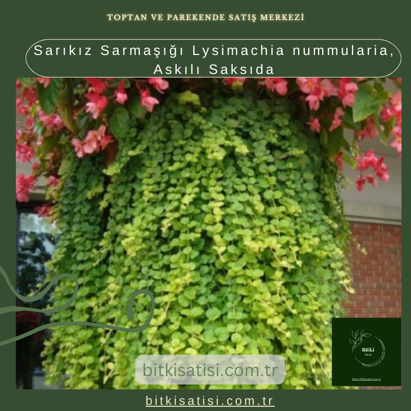 Sarıkız Sarmaşığı Lysimachia nummularia, Askılı Saksıda Sarıkız Sarmaşığı Lysimachia nummularia, Askılı Saksıda
