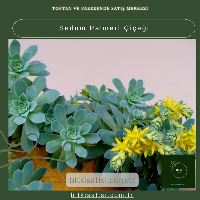 Sedum Palmeri Çiçeği: Bahçeniz İçin Mükemmel Sukulent