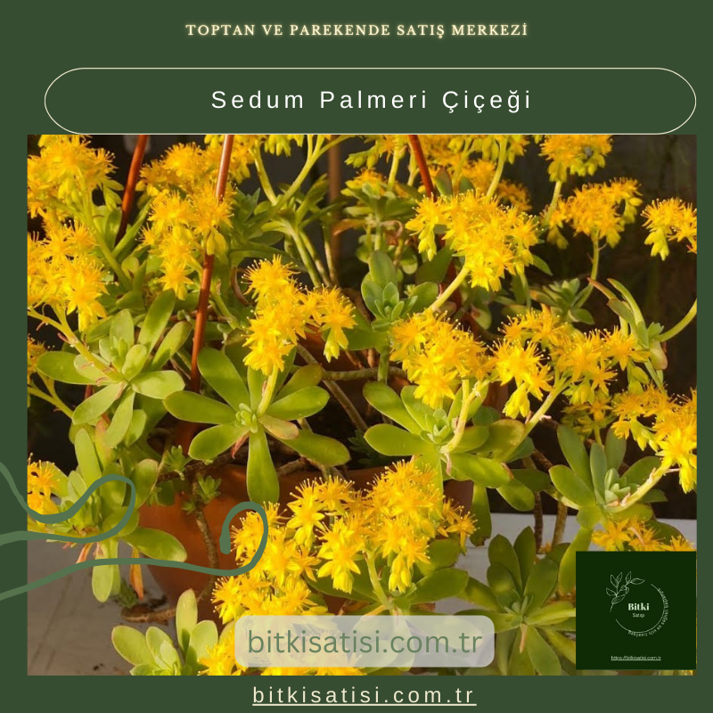 Sedum Palmeri Çiçeği: Bahçeniz İçin Mükemmel Sukulent Sedum Palmeri Çiçeği: Bahçeniz İçin Mükemmel Sukulent