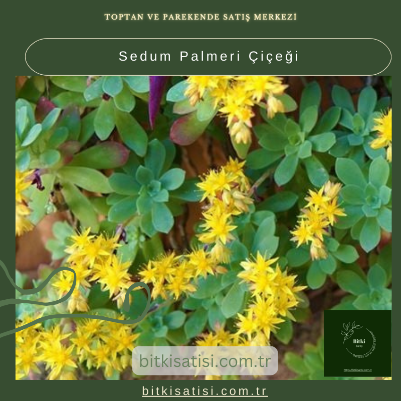 Sedum Palmeri Çiçeği: Bahçeniz İçin Mükemmel Sukulent Sedum Palmeri Çiçeği: Bahçeniz İçin Mükemmel Sukulent