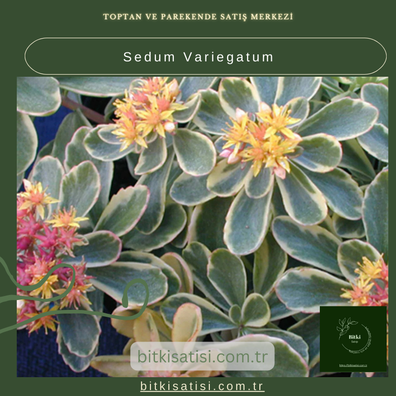 Sedum Variegatum Çiçeğiyle Evinizi Doğal Bir Şıklıkla Süsleyin