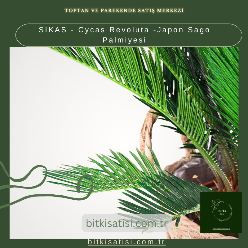 SİKAS - Cycas Revoluta -Japon Sago Palmiyesi