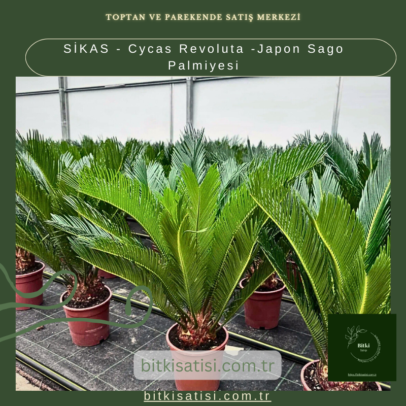 SİKAS - Cycas Revoluta -Japon Sago Palmiyesi SİKAS - Cycas Revoluta -Japon Sago Palmiyesi