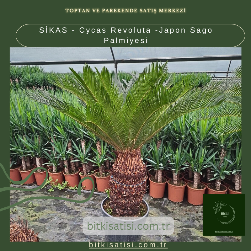SİKAS - Cycas Revoluta -Japon Sago Palmiyesi SİKAS - Cycas Revoluta -Japon Sago Palmiyesi