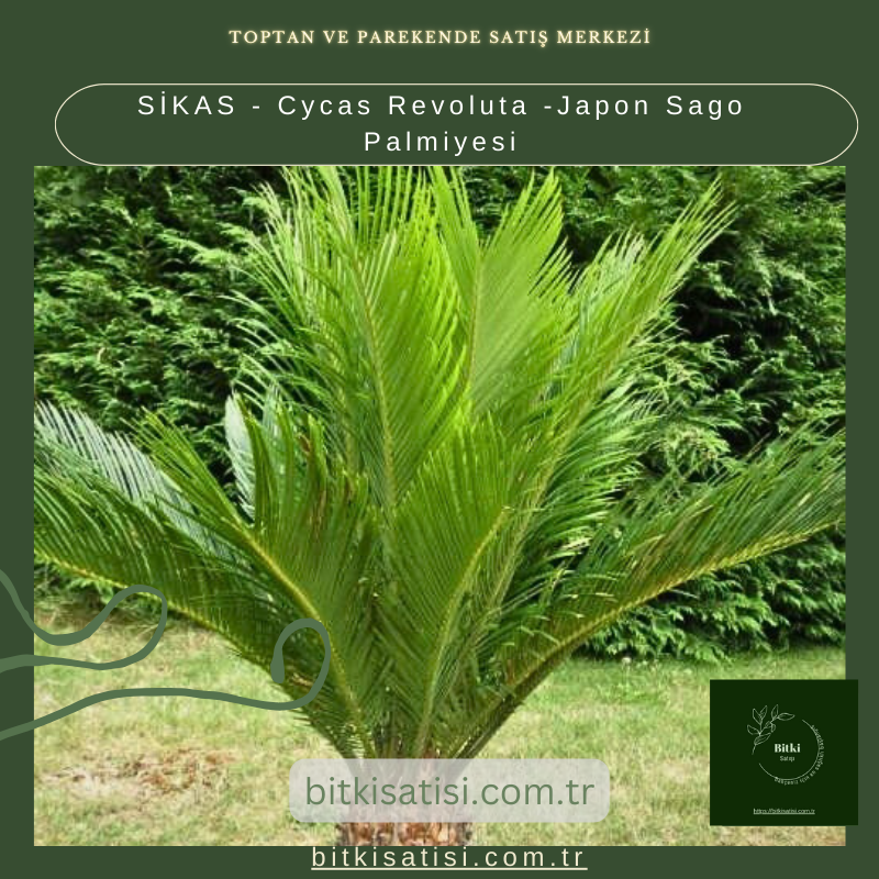 SİKAS - Cycas Revoluta -Japon Sago Palmiyesi SİKAS - Cycas Revoluta -Japon Sago Palmiyesi