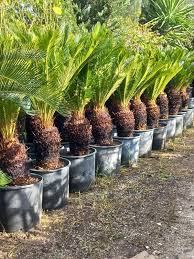 Sikas Palmiye Ağacı İle Bahçenizi Güzelleştirin – Estetik ve Dayanıklı Sikas Palmiye Ağacı İle Bahçenizi Güzelleştirin – Estetik ve Dayanıklı