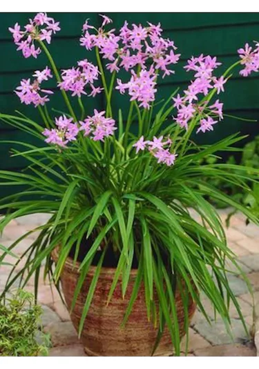 Sosyete Sarımsağı Çiçeği Satın Al – Mor Çiçekli Tulbaghia Violacea Fidanları Sosyete Sarımsağı Çiçeği Satın Al – Mor Çiçekli Tulbaghia Violacea Fidanları