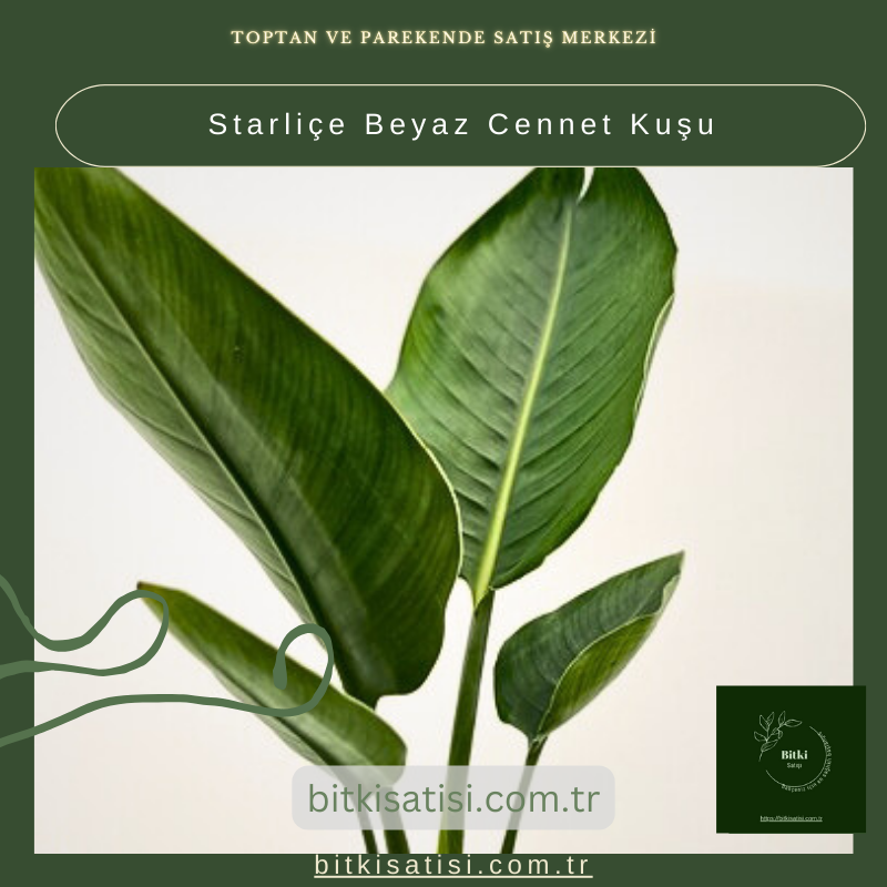 Starliçe Beyaz Cennet Kuşu Starliçe Beyaz Cennet Kuşu