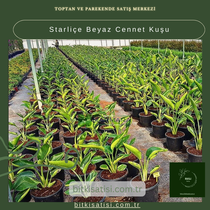 Starliçe Beyaz Cennet Kuşu Starliçe Beyaz Cennet Kuşu