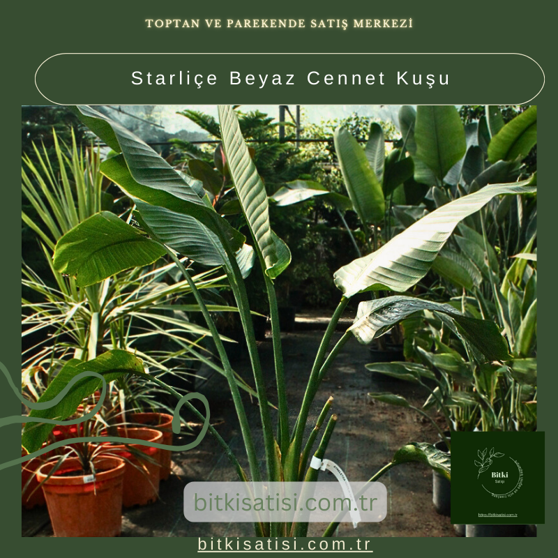 Starliçe Beyaz Cennet Kuşu Starliçe Beyaz Cennet Kuşu