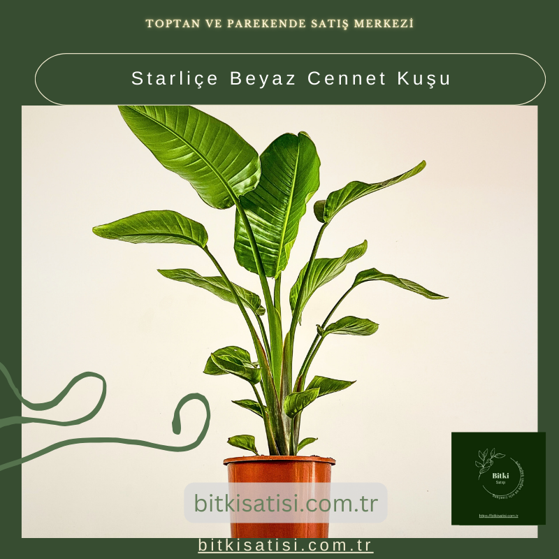 Starliçe Beyaz Cennet Kuşu Starliçe Beyaz Cennet Kuşu