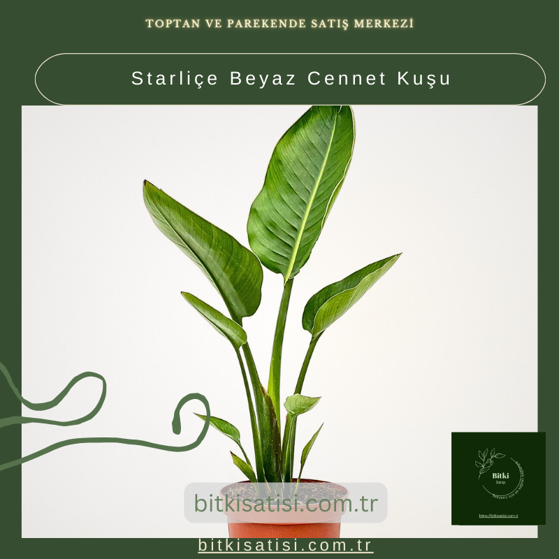 Starliçe Beyaz Cennet Kuşu Starliçe Beyaz Cennet Kuşu