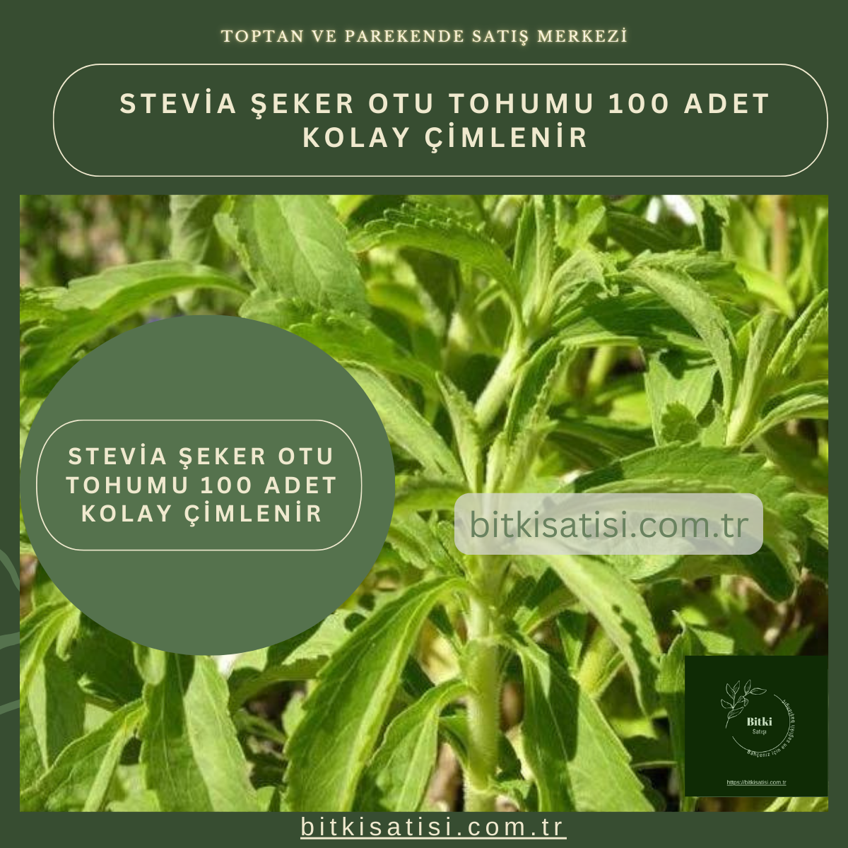 Stevia şeker Otu Tohumu 100 Adet Kolay çimlenir