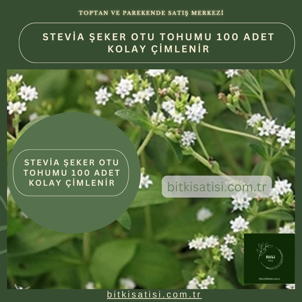 Stevia şeker Otu Tohumu 100 Adet Kolay çimlenir