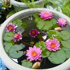 Suda yetişen 5 Renk Lotus Tohumları. Kolay çimlenir. Hızlı Kargo.