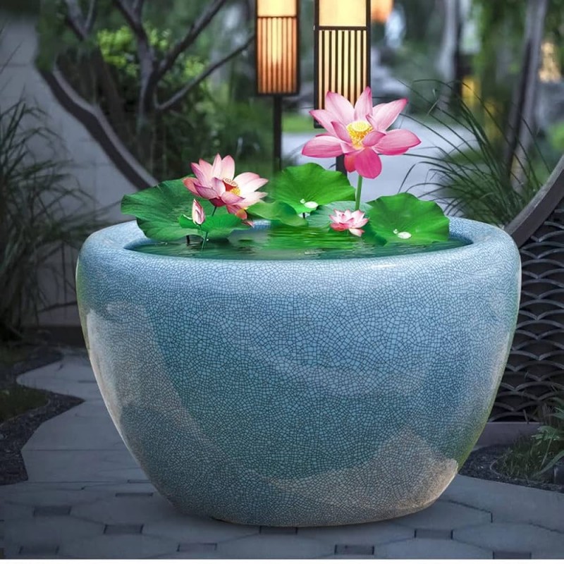 Suda yetişen 5 Renk Lotus Tohumları. Kolay çimlenir. Hızlı Kargo.