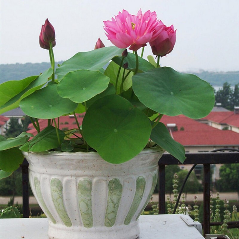 Suda yetişen 5 Renk Lotus Tohumları. Kolay çimlenir. Hızlı Kargo.