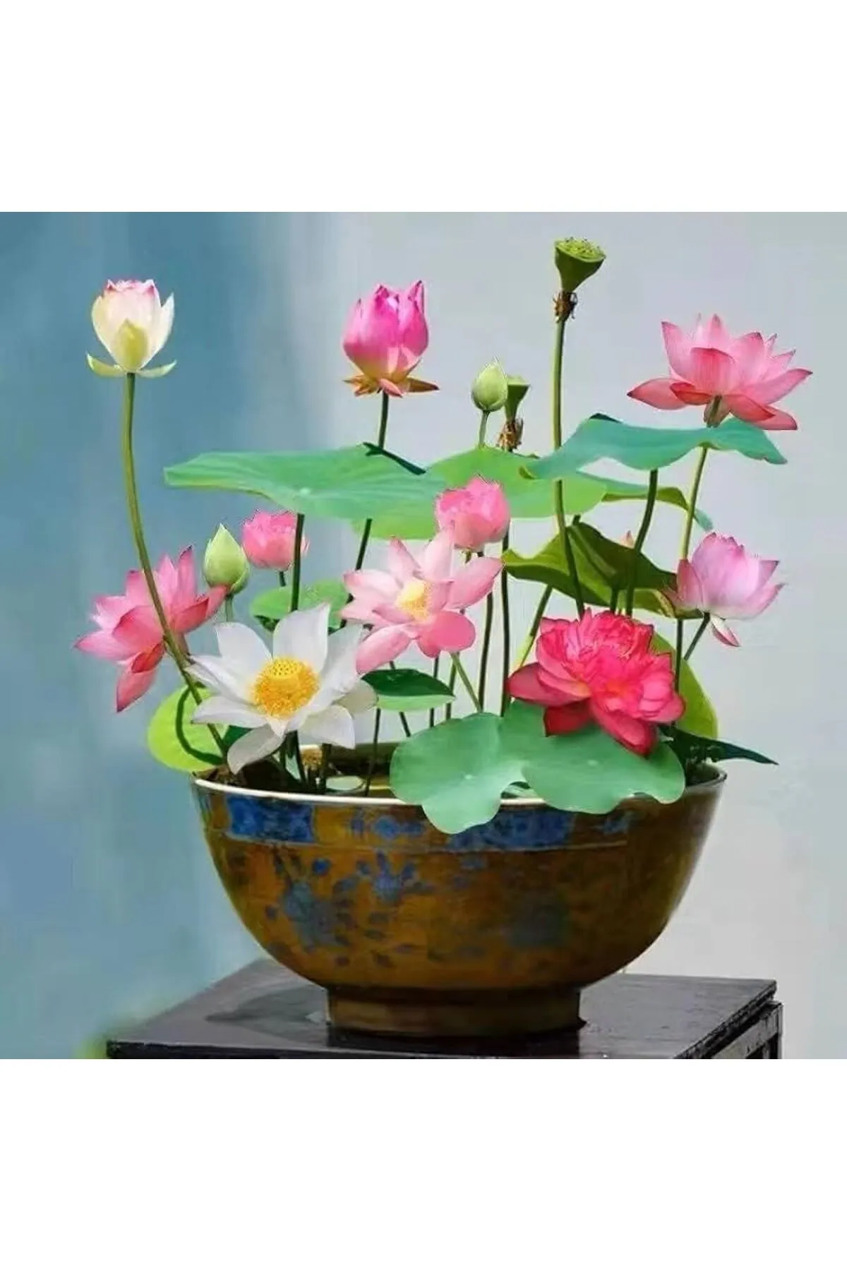 Suda yetişen 5 Renk Lotus Tohumları. Kolay çimlenir. Hızlı Kargo.
