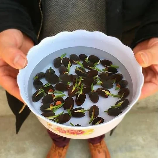 Suda yetişen 5 Renk Lotus Tohumları. Kolay çimlenir. Hızlı Kargo.