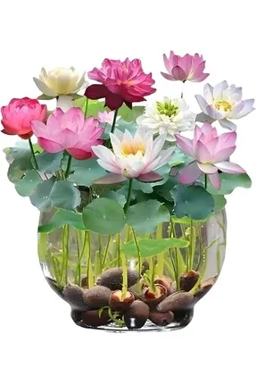 Suda yetişen 5 Renk Lotus Tohumları. Kolay çimlenir. Hızlı Kargo.