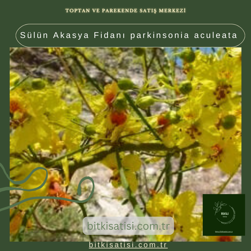 Sülün Akasya Fidanı parkinsonia aculeata