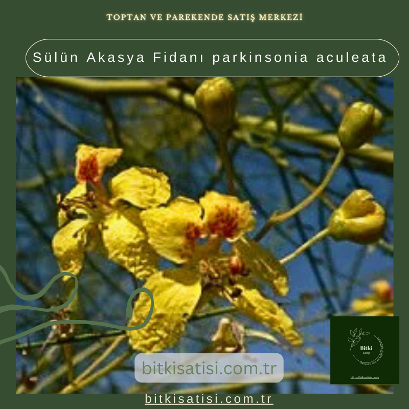 Sülün Akasya Fidanı parkinsonia aculeata