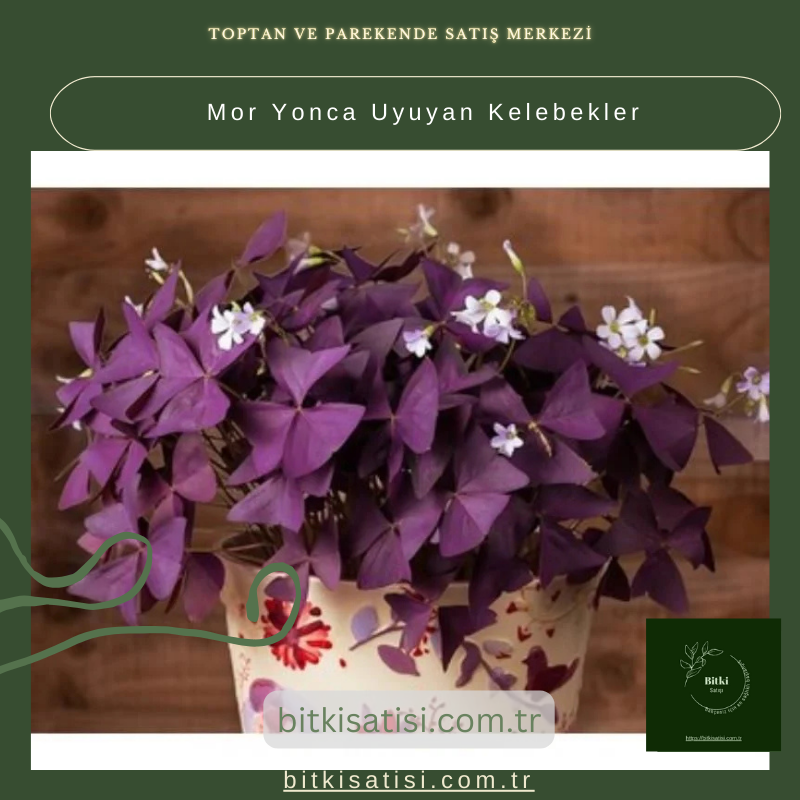 SÜS YONCASI-UÇAN KELEBEKLER ÇİÇEĞİ 20-40cm SÜS YONCASI-UÇAN KELEBEKLER ÇİÇEĞİ 20-40cm