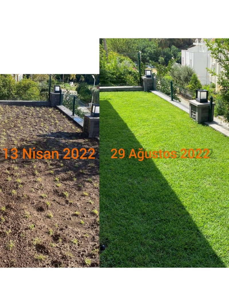 Oasis Susuz Çim Yama ve Deneme Dikim Paketi