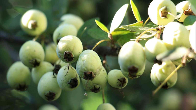Taze ve Sağlıklı Murt Meyvesi: Doğal Reçeller İçin İdeal Taze ve Sağlıklı Murt Meyvesi: Doğal Reçeller İçin İdeal