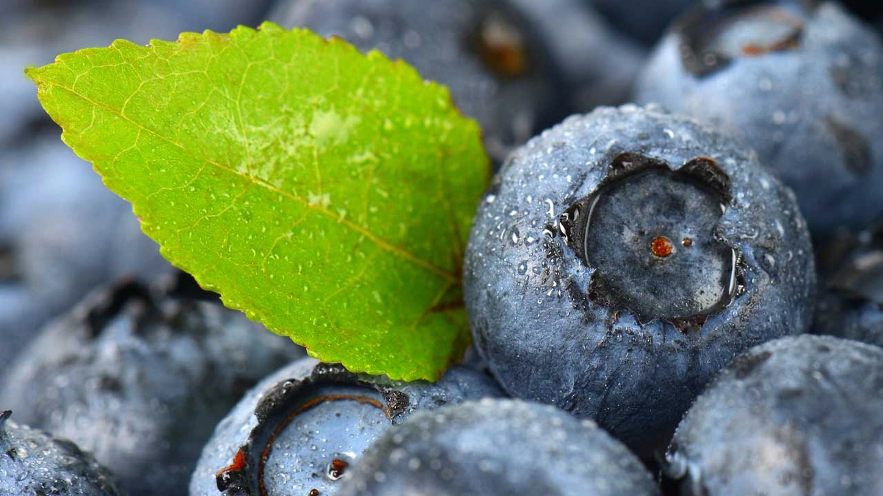 Taze ve Sağlıklı Murt Meyvesi: Doğal Reçeller İçin İdeal Taze ve Sağlıklı Murt Meyvesi: Doğal Reçeller İçin İdeal