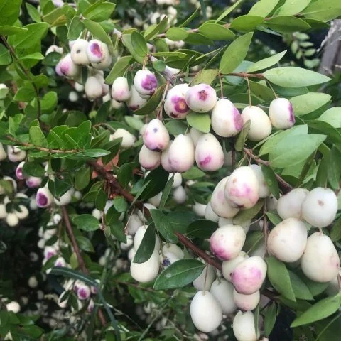 Taze ve Sağlıklı Murt Meyvesi: Doğal Reçeller İçin İdeal Taze ve Sağlıklı Murt Meyvesi: Doğal Reçeller İçin İdeal