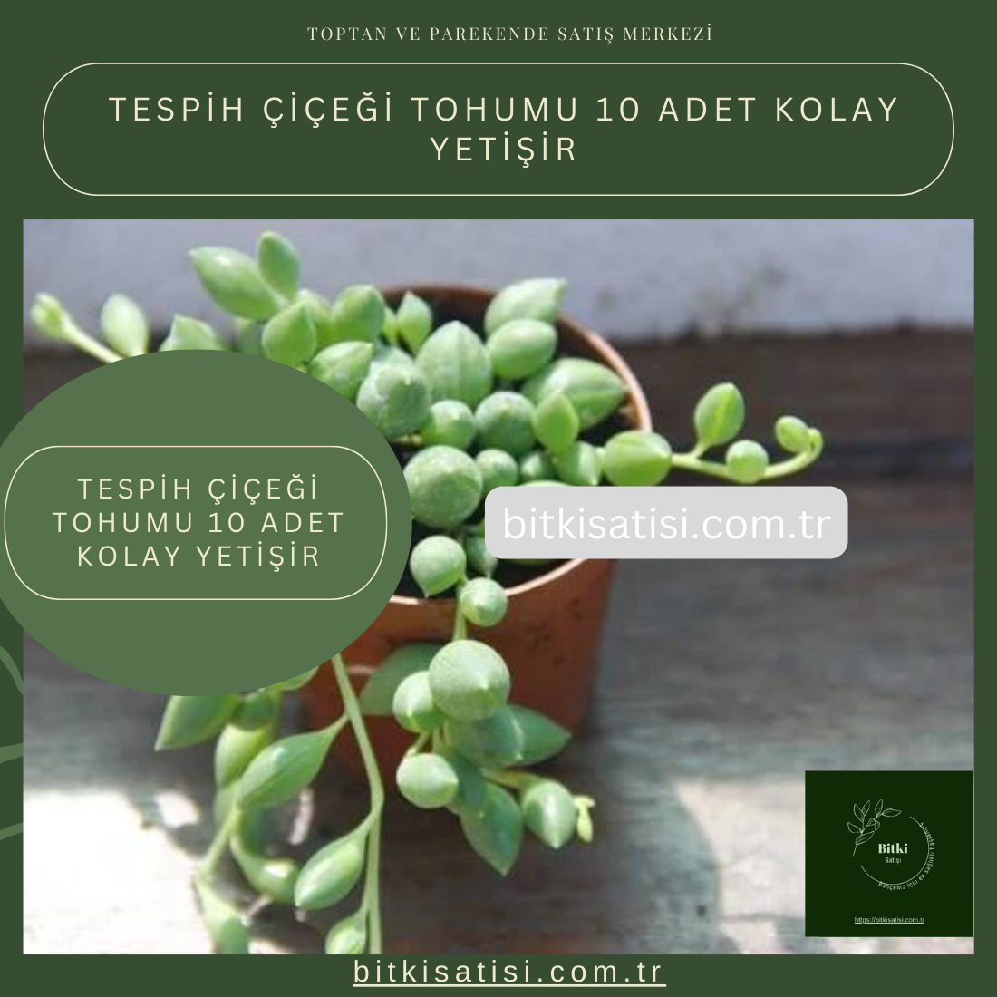 Tespih Çiçeği Tohumu 10 Adet Kolay Yetişir