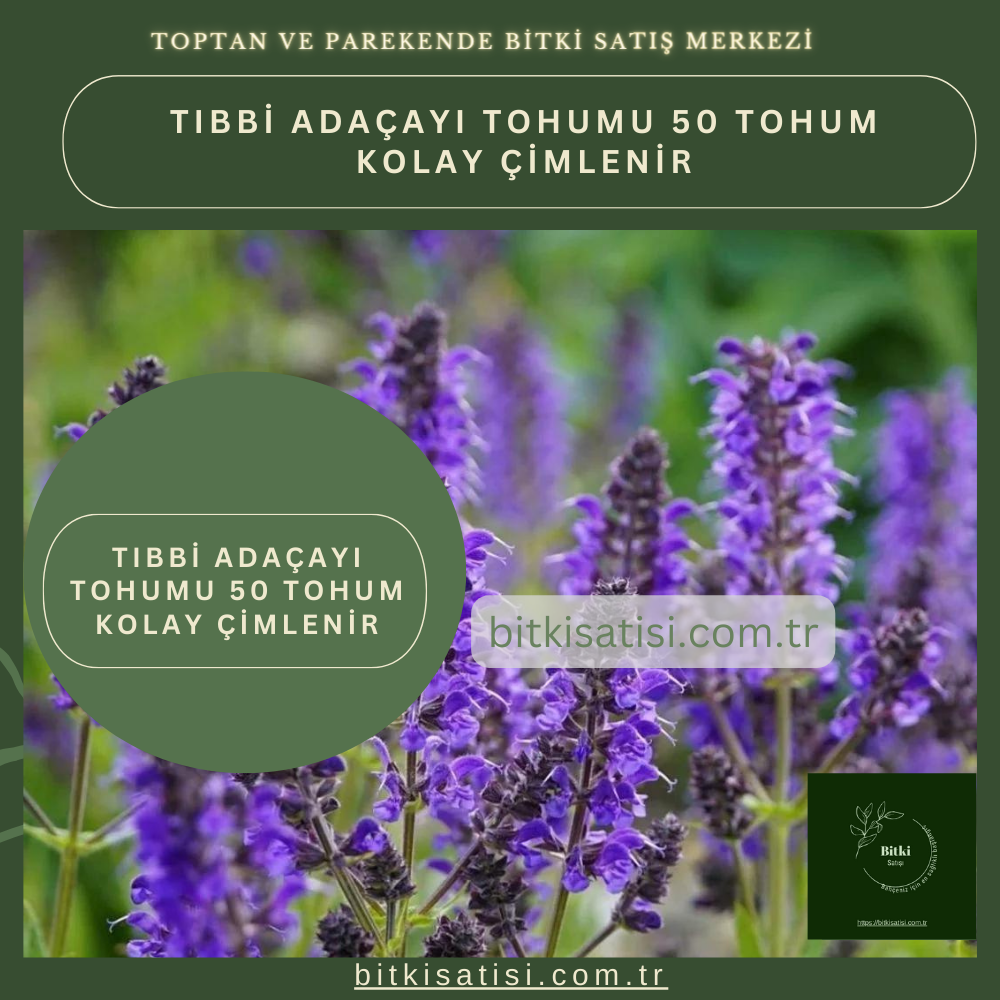 Tıbbi Adaçayı Tohumu 50 Tohum Kolay Çimlenir