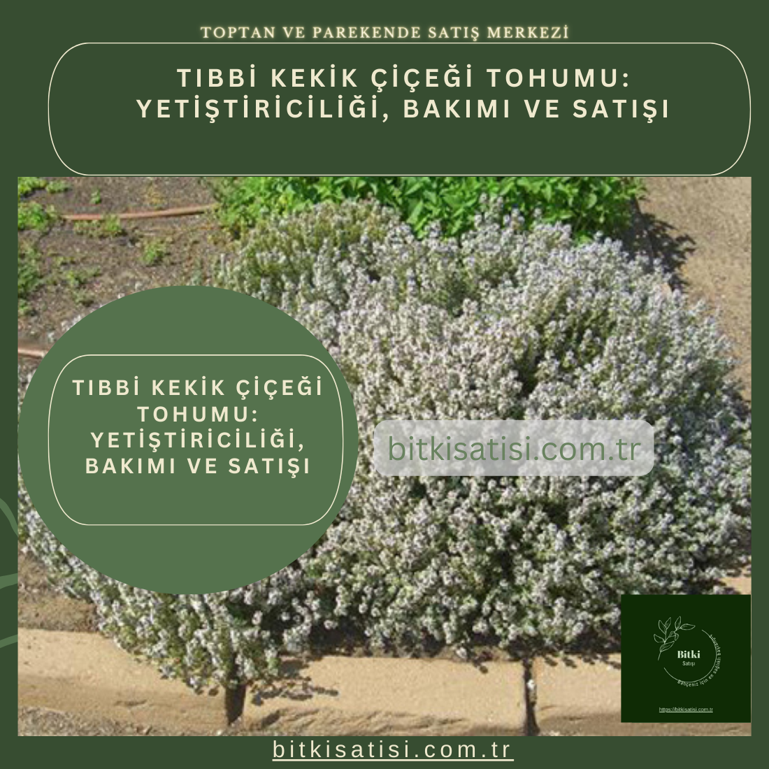 Tıbbi Kekik Tohumu 100 Adet Kolay Çimlenir