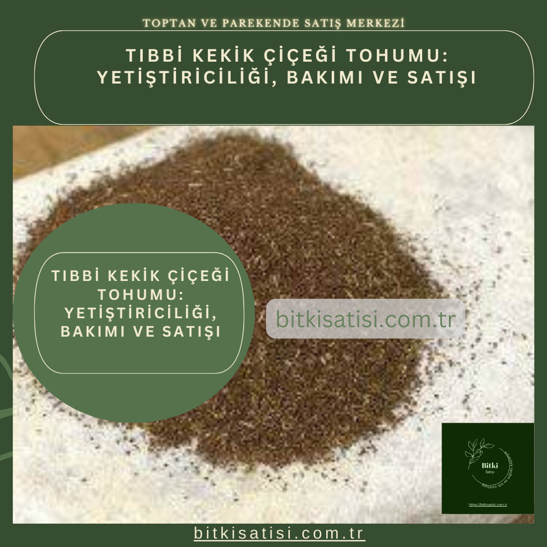 Tıbbi Kekik Tohumu 100 Adet Kolay Çimlenir