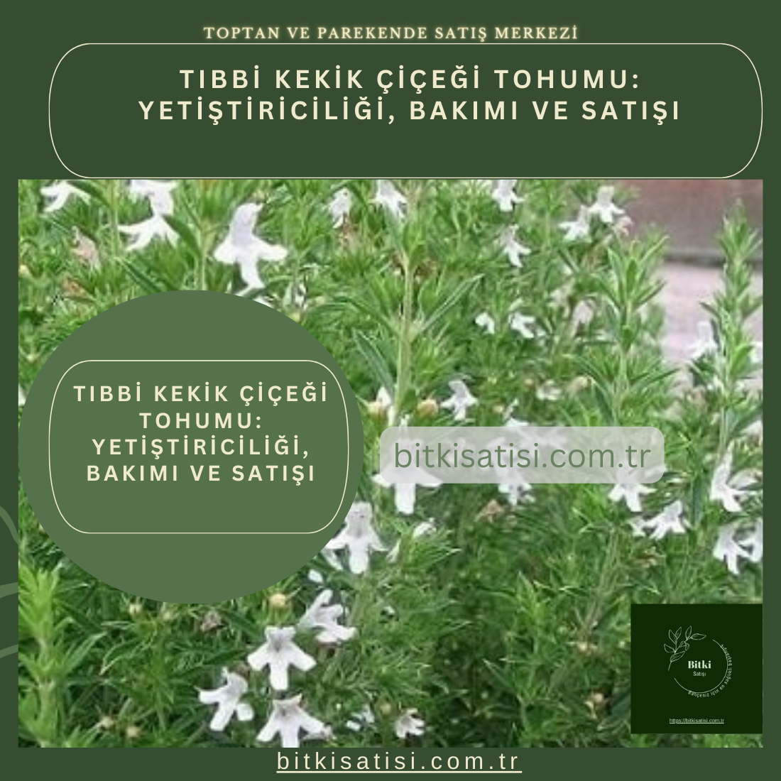 Tıbbi Kekik Tohumu 100 Adet Kolay Çimlenir