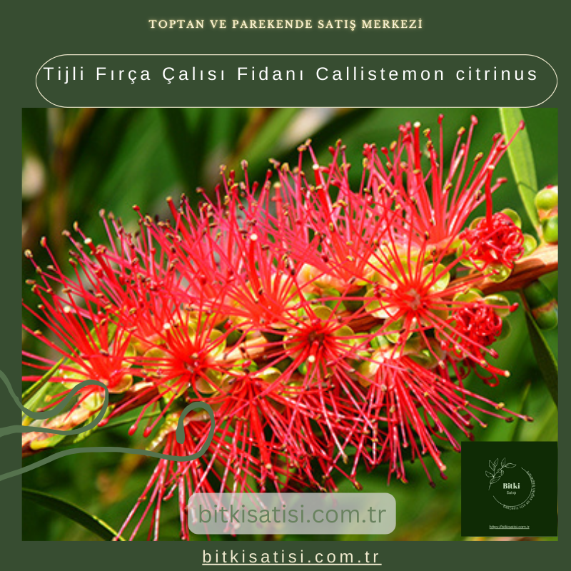 Tijli Fırça Çalısı Fidanı Callistemon citrinus