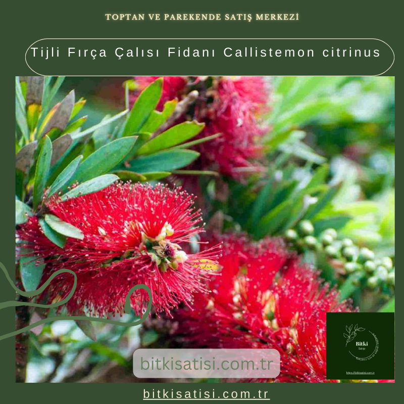 Tijli Fırça Çalısı Fidanı Callistemon citrinus