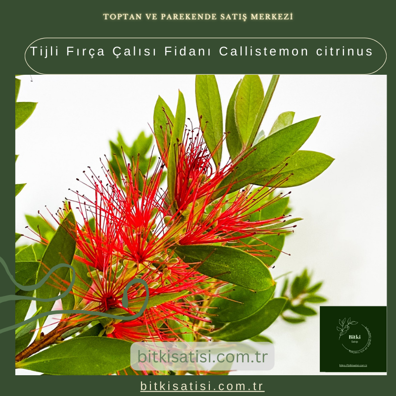 Tijli Fırça Çalısı Fidanı Callistemon citrinus
