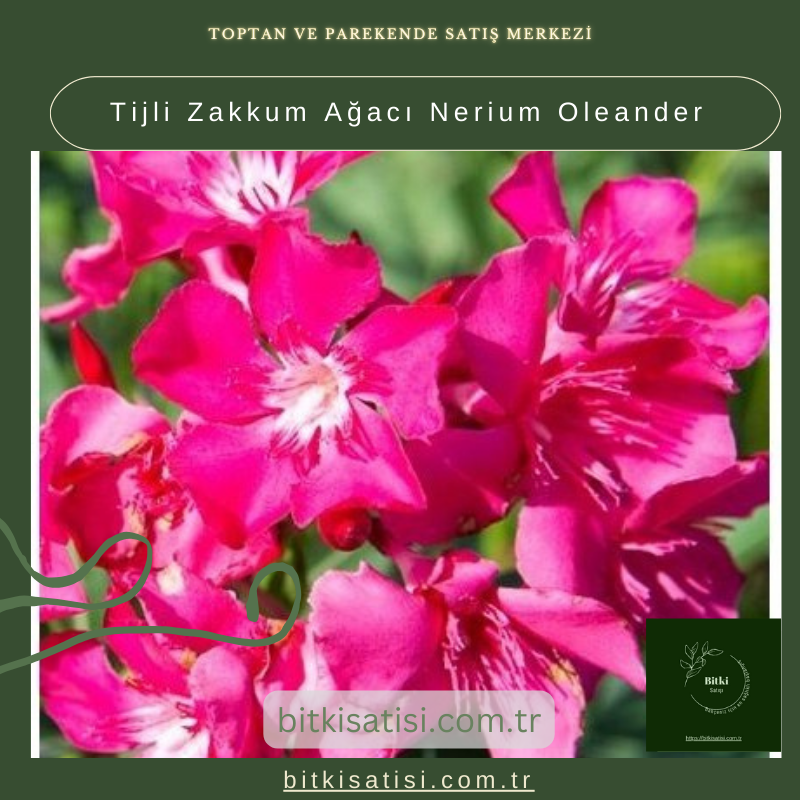 Tijli Zakkum Ağacı Nerium Oleander