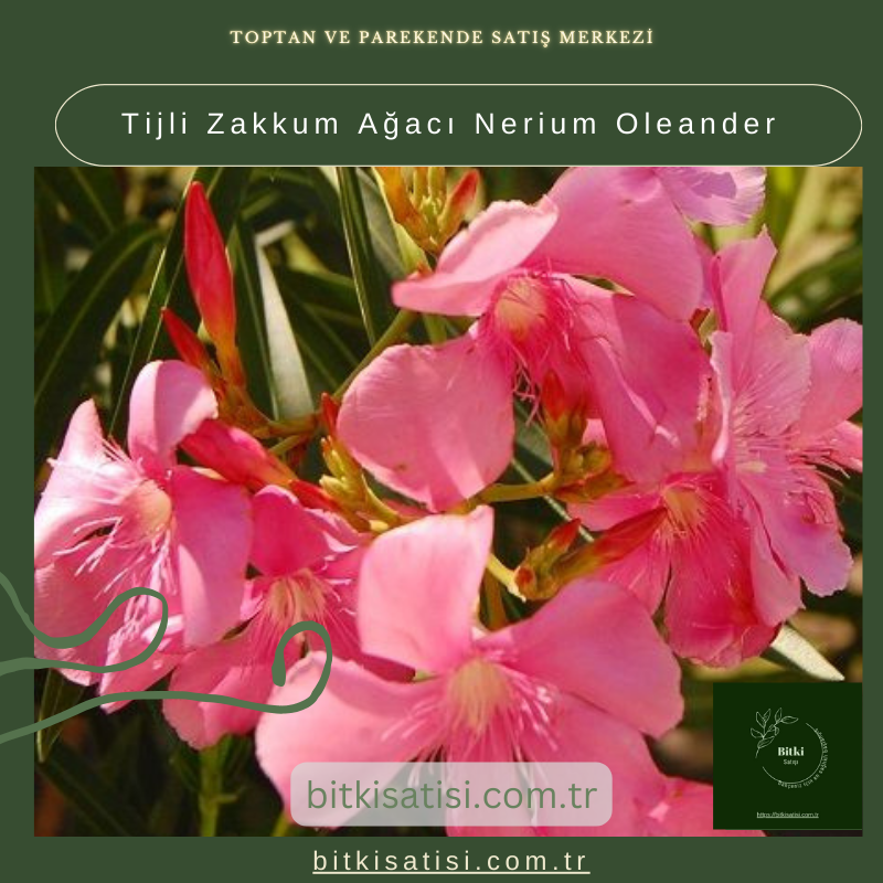 Tijli Zakkum Ağacı Nerium Oleander