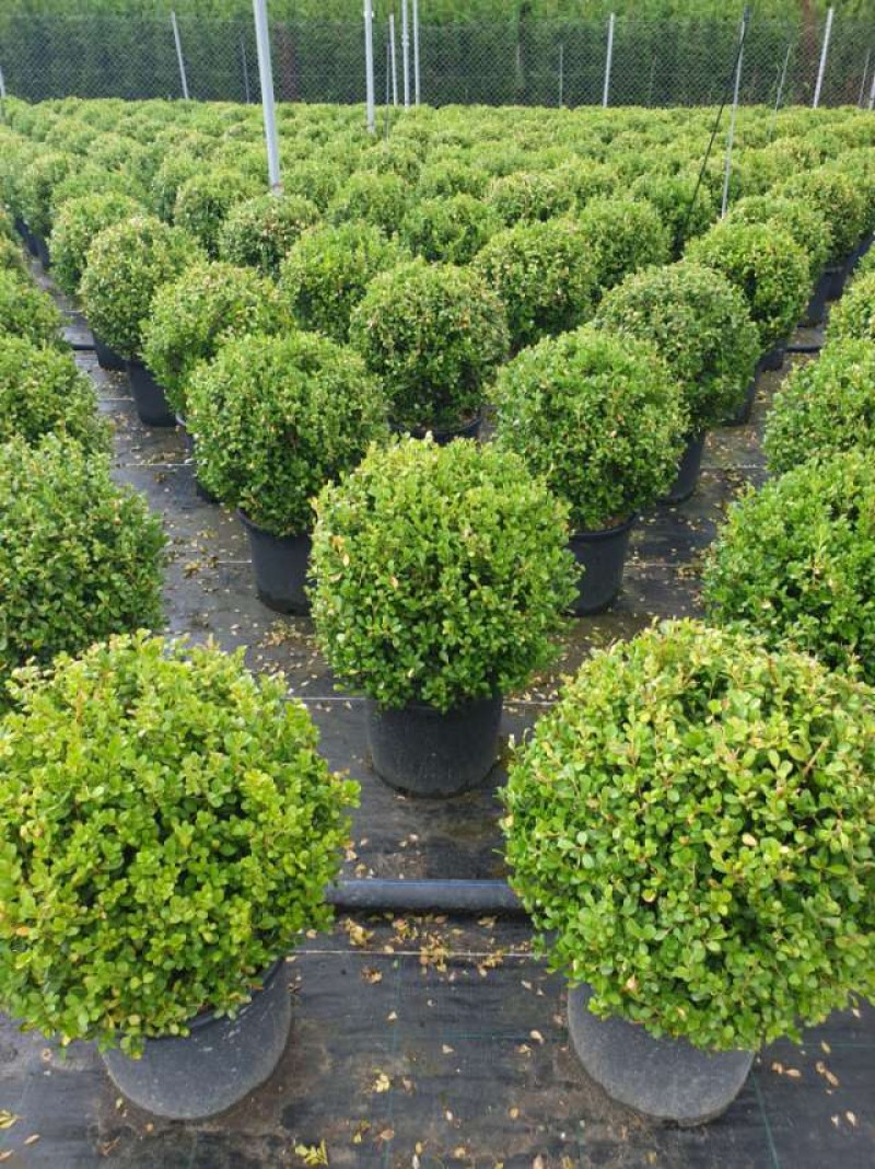 Top Şimşir Bitkisi Al | Yuvarlak Şekilli Topiary İle Peyzajınıza Zarafet Ekleyin