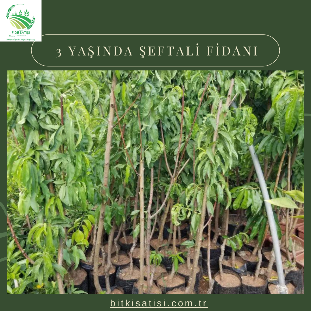 Troya 3 Yaş Şeftali Fidanı