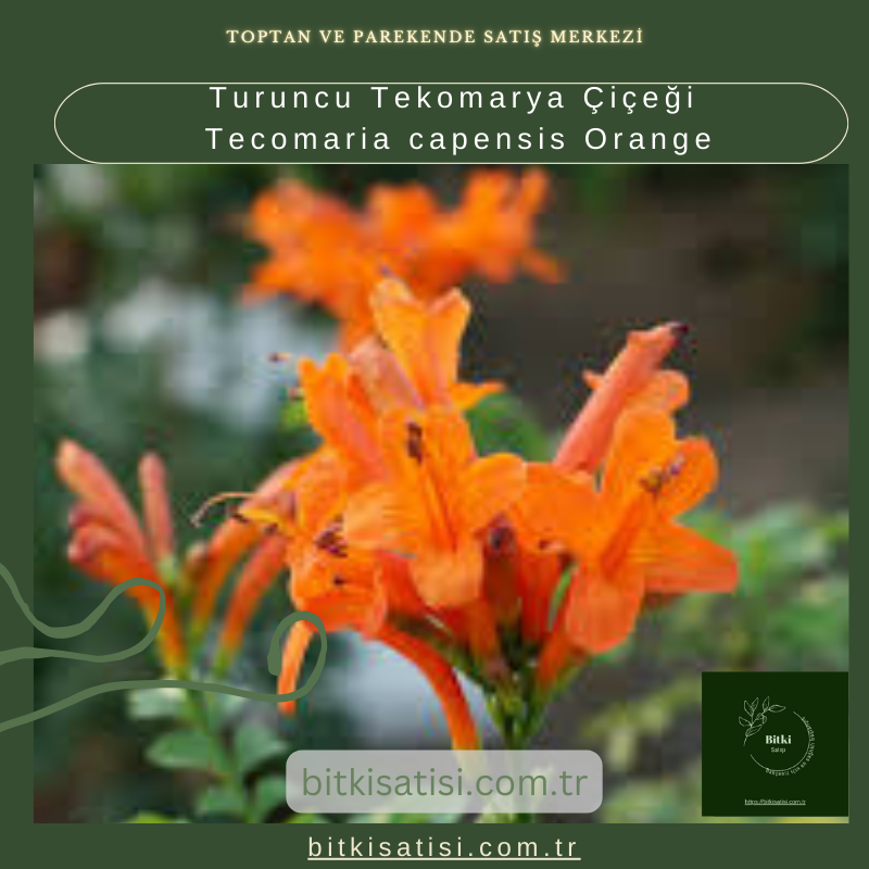 Turuncu Tekomarya Çiçeği Tecomaria capensis Orange