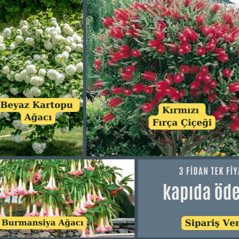 Üçlü Set. Kartopu Fırça Çalısı Burmansiya Ağacı Üçlü Set. Kartopu Fırça Çalısı Burmansiya Ağacı