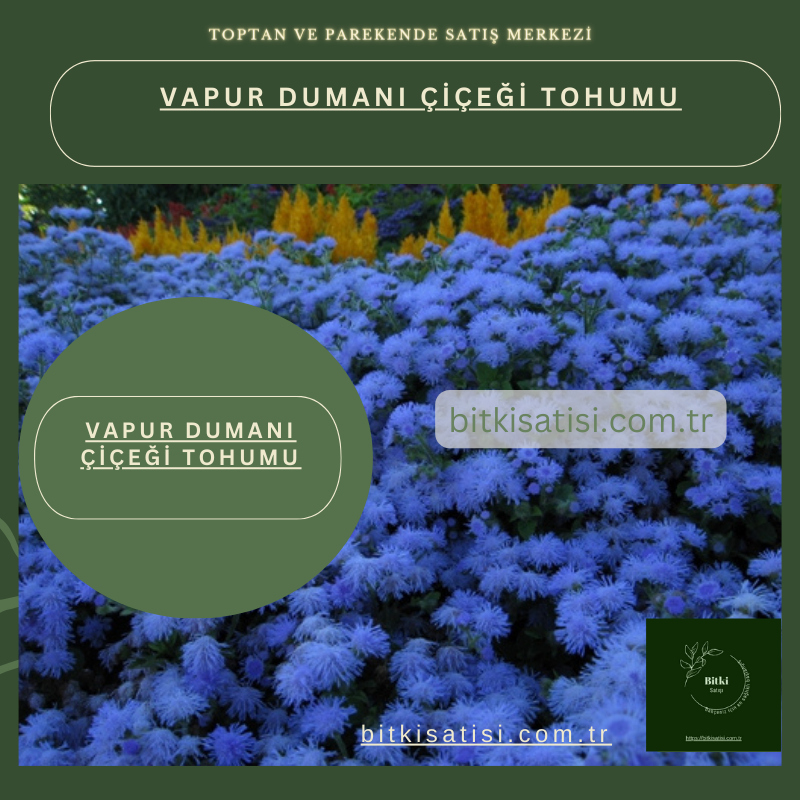 Vapur Dumanı çiçeği Tohumu 100 Adet Kolay Tutar