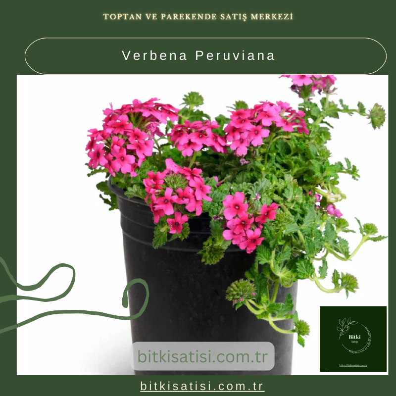 Verbena Peruviana Satın Al – Bahçenizde Renk Dalgası Oluşturun!