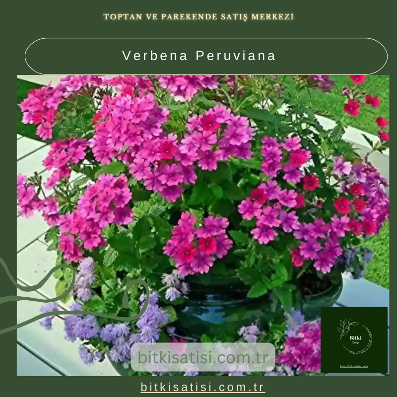 Verbena Peruviana Satın Al – Bahçenizde Renk Dalgası Oluşturun!