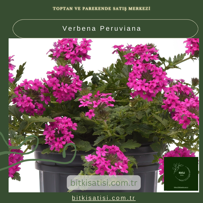 Verbena Peruviana Satın Al – Bahçenizde Renk Dalgası Oluşturun! Verbena Peruviana Satın Al – Bahçenizde Renk Dalgası Oluşturun!